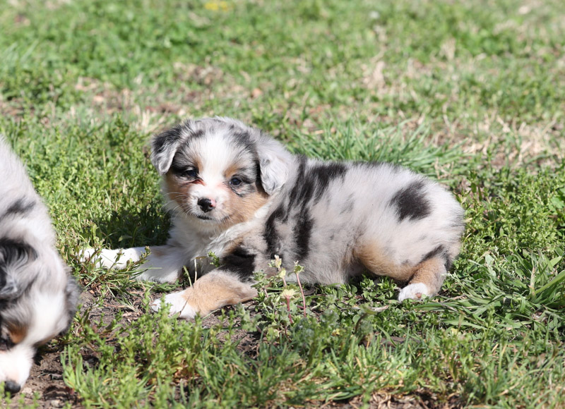 Clay Creek Aussies proudly presents Gumall a blue merle male Aussie with one blue and one brown eye. clay_creek_gumball7 1