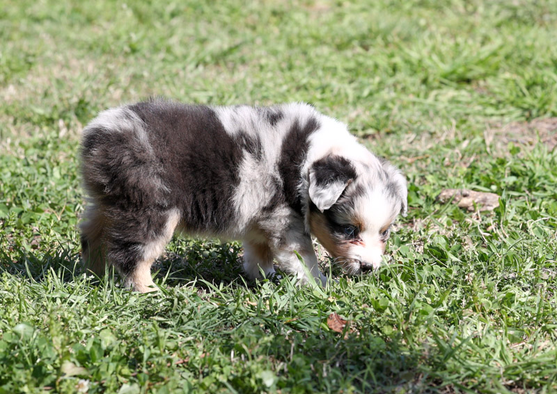 Clay Creek Aussies proudly presents Gumball, a blue merle male Aussie with one blue and one brown eye. clay_creek_gumball7 2