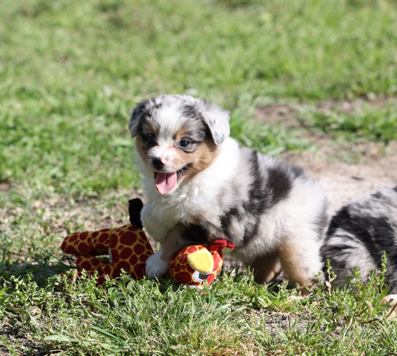 Clay Creek Aussies proudly presents Gumball, a striking blue merle male. clay_creek_gumball