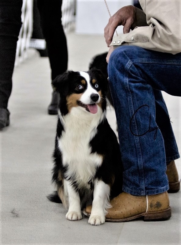 clay_creek_aussies_buttons_sitting