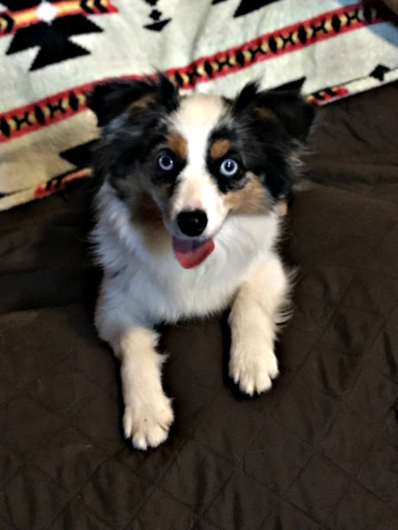 Clay Creek Aussies Dally is a toy blue merle female with two blue eyes. Clay_Creek_Aussies_Dally