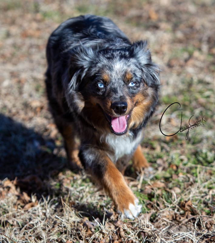 clay_creek_aussies_birdie