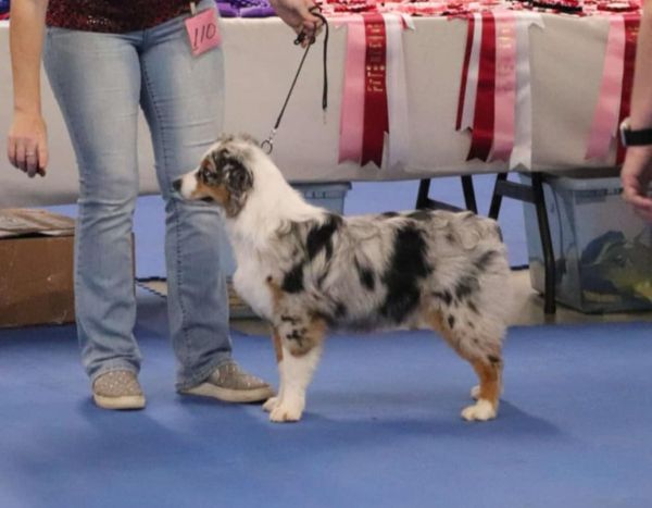 tin_roof_stash_the_cash_show_pic