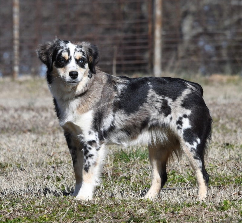 clay creek Briar