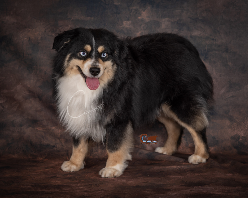 Clay Creek Aussies' Nash is a minimal white double blue eyed black tri with a nice broad head, wide muzzle and great bone structure.