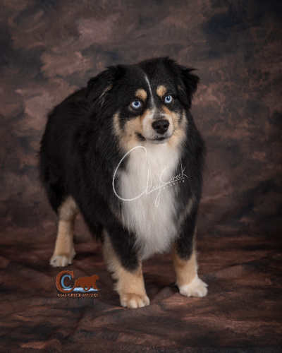 Clay Creek Aussies' Nash is a minimal white double blue eyed black tri with a nice broad head, wide muzzle and great bone structure.