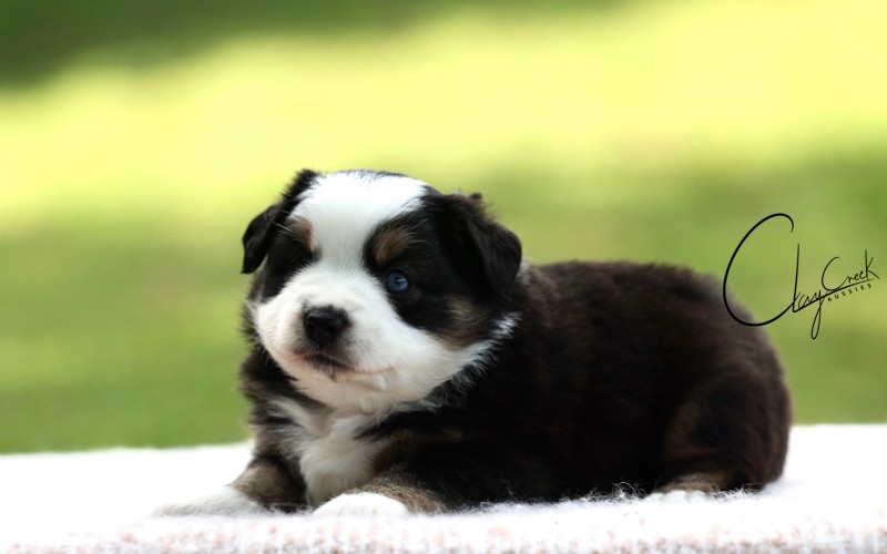 Clay Creek Aussies proudly presents Willow a black tri female with blue eyes. cca_Nighti_btf_Willow