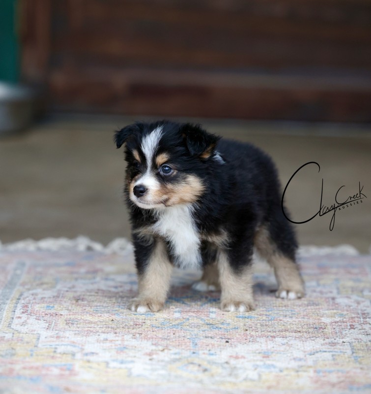 clay_creek_aussies_Bean