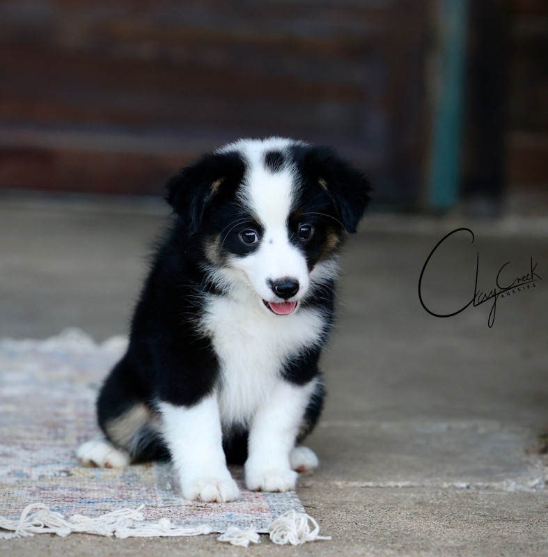 Clay Creek Aussies proudly presents Disco, a black tri female with blue eyes. clay_creek_disco