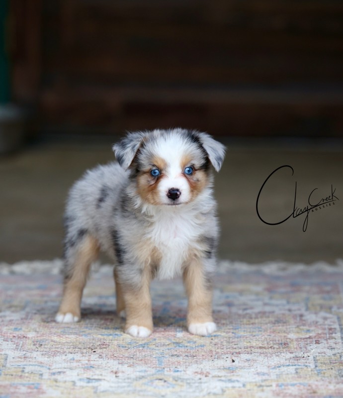 clay_creek_aussies_Dunkin