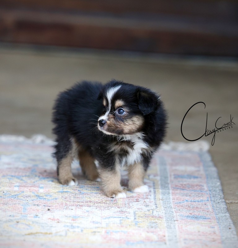 clay_creek_aussies_joe