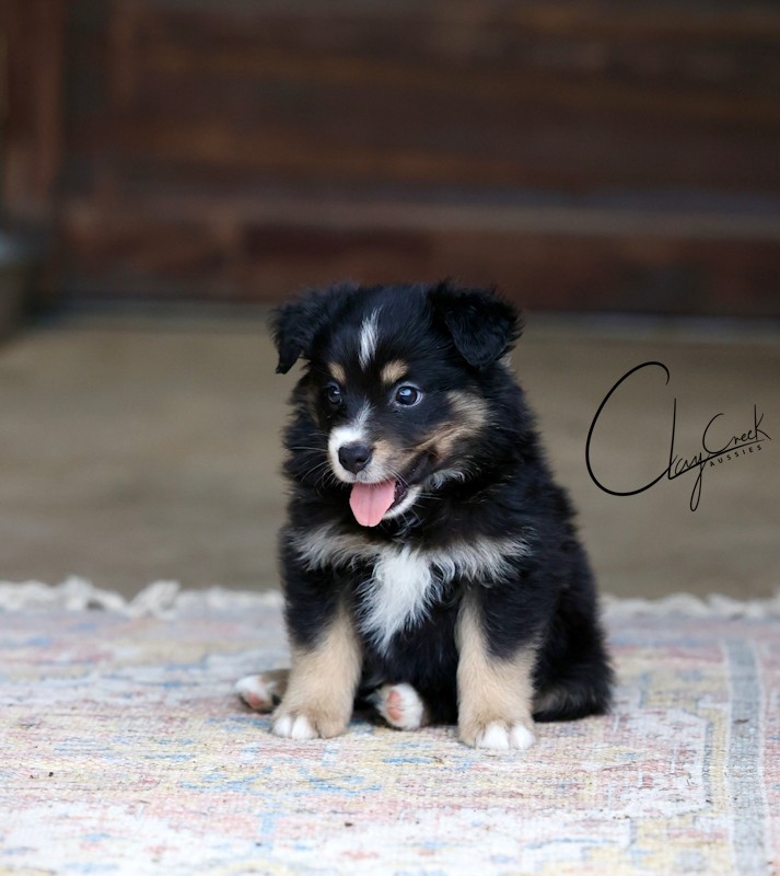 clay_creek_aussies_kona