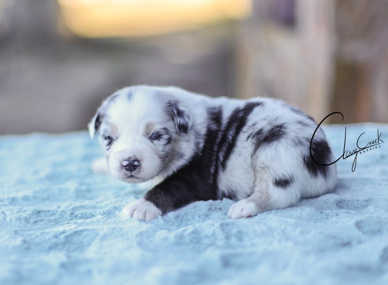 clay_creek_prca_riley_webb