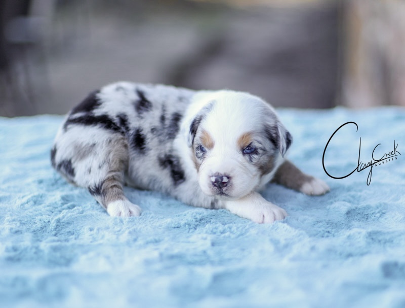 clay_creek_prca_statler_wright