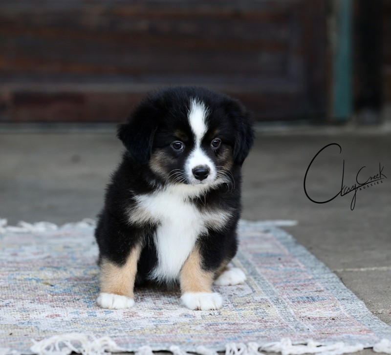 Clay Creek Aussies proudly presents Shuffle, a black tri male. clay_creek_shuffle